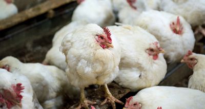 Avian influenza confirmed in Kent